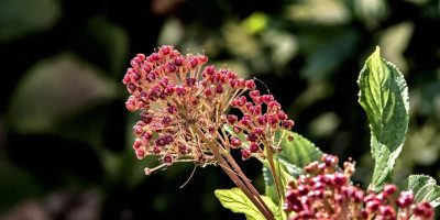 Ceanothus pallidus 'Marie Simon' im Herbst.jpg