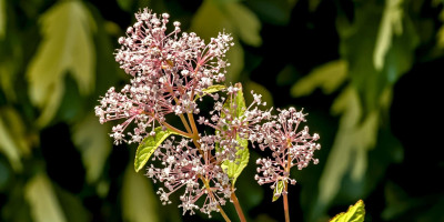 Ceanothus pallidus 'Marie Simon' im Juni.jpg
