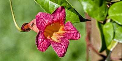 Bignonia capreolata im August.jpg