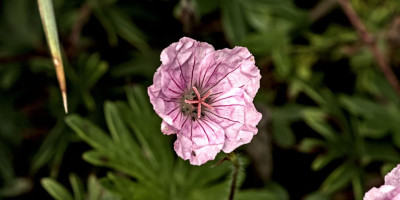 Geranium sanguineum var striatum Apfelblüte.jpg