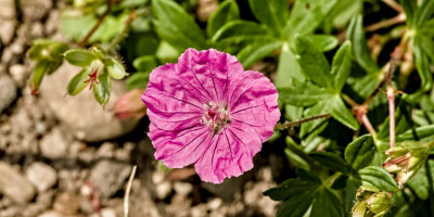 Geranium sanguineum var striatum Ankums pride.jpg