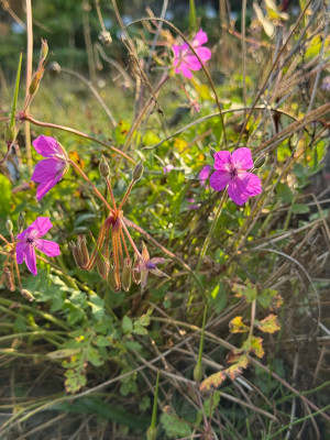 IMG_3251.jpeg