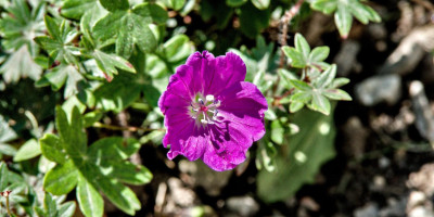Geranium sanguineum 'Max Frei'.jpg
