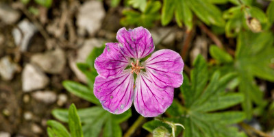 Geranium sanguineum 'Canon Miles'.jpg
