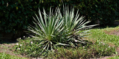 Yucca recurvifolia x karlsruhensis mit Geranium sanguineum var 'striatum Apfelblüte'.jpg