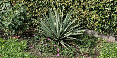 Yucca pallida mit Geranium sanguineum var striatum Ankums pride.jpg