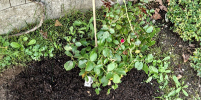 Rosa Black Forest.jpg