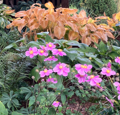 IMG_7902.jpeg