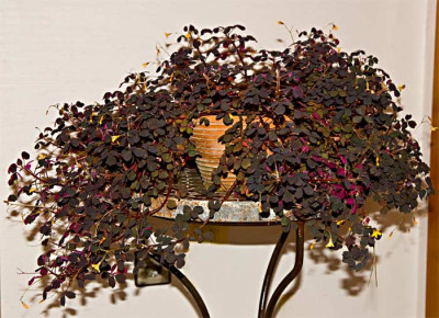 Oxalis-vulcanicola-Dark-Form.jpg