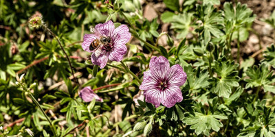 Geranium cinereum 'Ballerina'.jpg