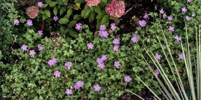 Geranium wallichianum 'Sweet Heidy' umrandet Hydrangea paniculata 'Living Pinky Promise'.jpg