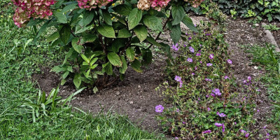 Geranium wallichianum 'Sylvia's Surprise' neben Hydrangea paniculata 'Bloody Marie' auf gleicher Ebene .jpg