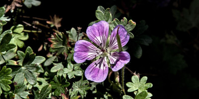 Geranium wallichianum 'Sweet Heidy'.jpg