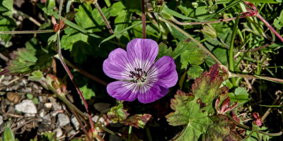 Geranium wallichianum 'Sylvia's Surprise'.jpg