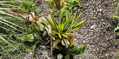 Rhapidophyllum hystrix.jpg