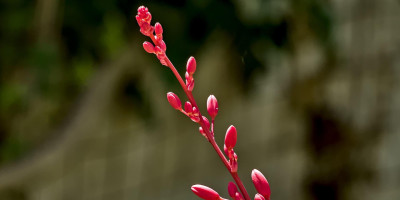 Hesperaloe parviflora.jpg
