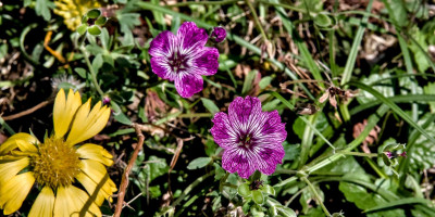 Geranium cinereum 'Jolly Jewel Lilac'.jpg