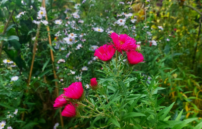 Aster  n. a . `Alma Pötschke´