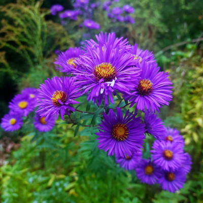 Sämling von Aster  / Symphyotrichum  n.a. `Violetta´