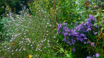 Aster / Symphyotrichum  cordifolius `Ideal ´