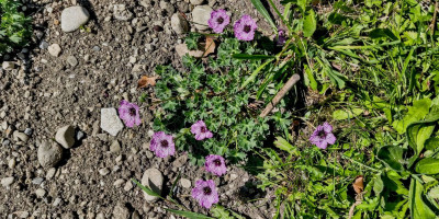 Geranium cinereum 'Jolly Jewel Lilac' im 2. Jahr.jpg