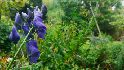 Aconitum  cartmichaelii , Herbsteisenhut.