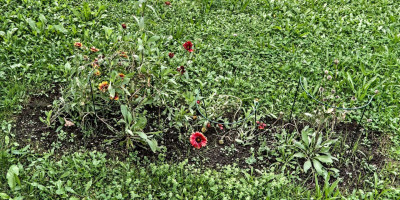 Gaillardia Halbschatten.jpg