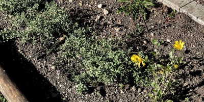 Gaillardia Sonne.jpg