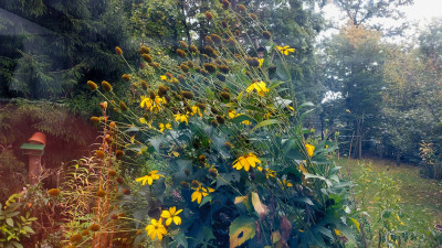Reste der Fallschirmrudbeckie ( Fensterblick)