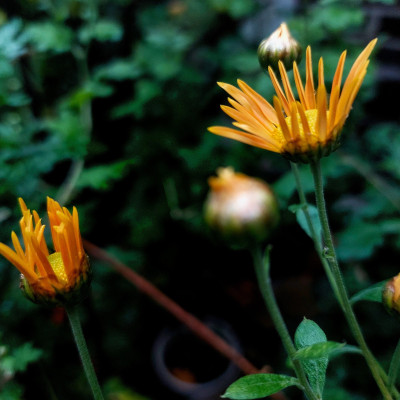 Aufblühende Chrysantheme ( `Mars Stoker ´)