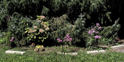 Bauernhortensie vor Fichte.jpg
