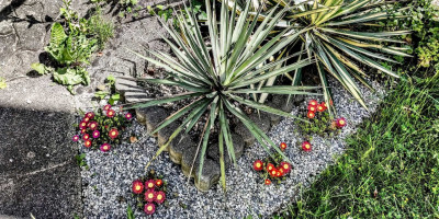 Delosperma Eros.jpg