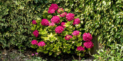 Hydrangea macrophylla Alpenglühen.jpg