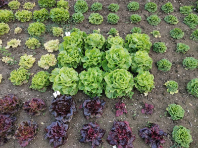 Salat rot.jpeg