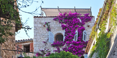 Bougainvillea.jpg