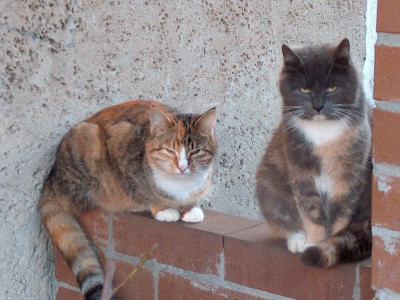 mauerkatzen.jpg