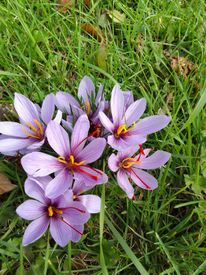 Crocus sativus