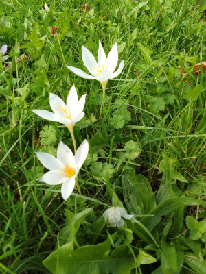 Crocus NoName
