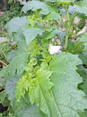 20241009_095446.jpg