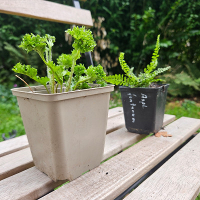 Jura-Streifenfarn Asplenium fontanum 20251009_115916.jpg