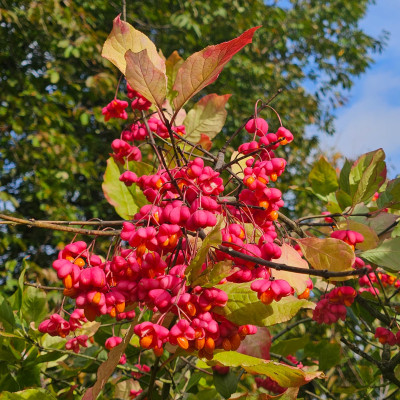 Euonymus europaeus 20251007_154108.jpg