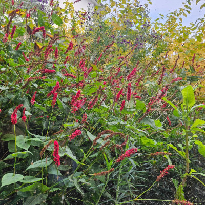 Persicaria Fat Domino Aster Nachtauge 20251003_123905.jpg