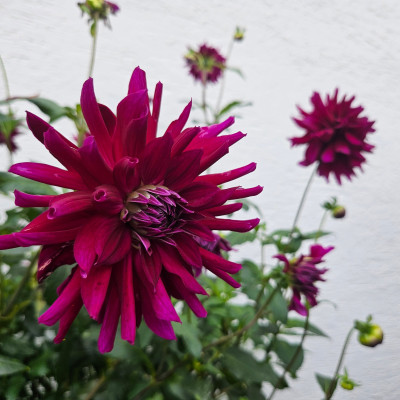 Dahlia Rip City 20251008_154440.jpg