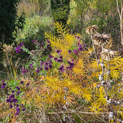 Aster Büchter Nacht Amsonia Hubrichtii 20251007_154427.jpg