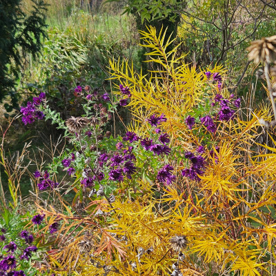 Aster Büchter Nacht Amsonia Hubrichtii 20251007_154434.jpg