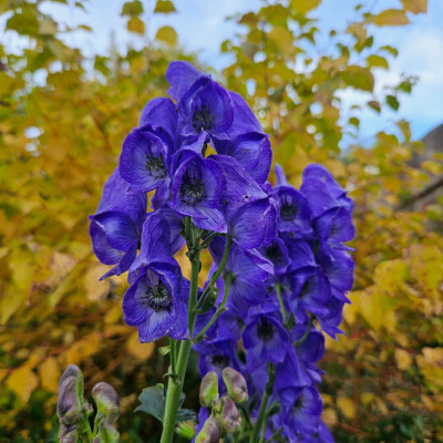 Aconitum carmichaelii Arendsii 20251008_154344.jpg