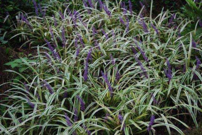 Liriope_Heller.jpg