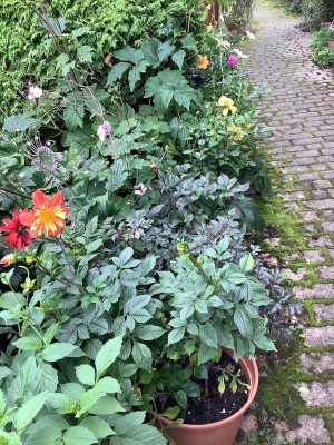 IMG_0659.jpeg