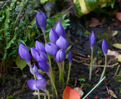 DSC02386_DxO.jpg