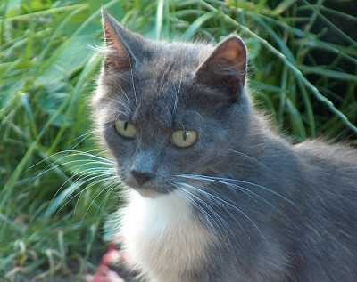 kitty4.jpg